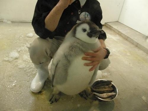 Another plump penguin