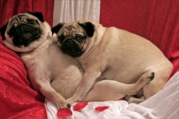 Romantically involved plump pugs