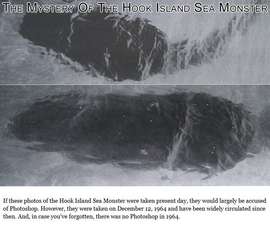 The Mystery Of The Hook Island Sea Monster