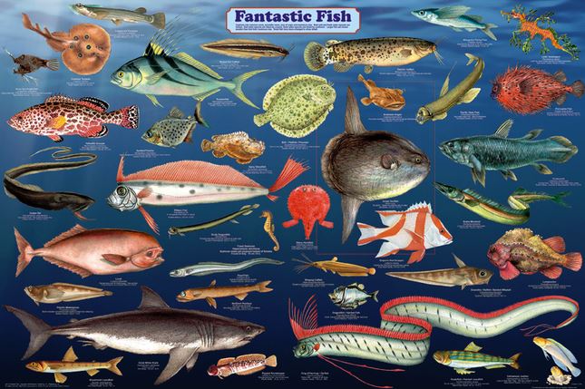 Fish Posters-This guy owns over 700 fish posters