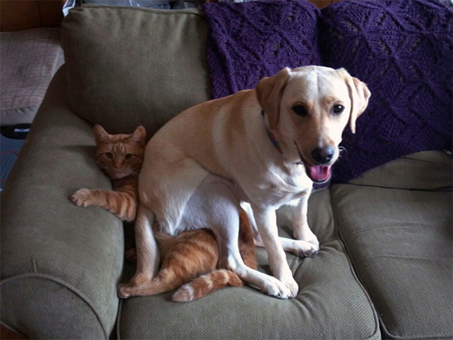 Dogs Laying On The Family Cat