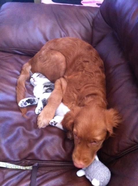 Dogs Laying On The Family Cat