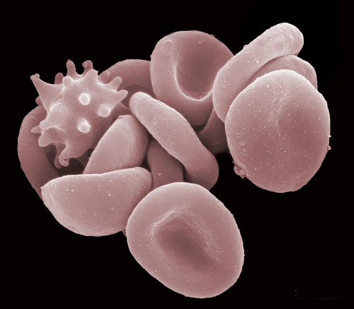 Blood Cell