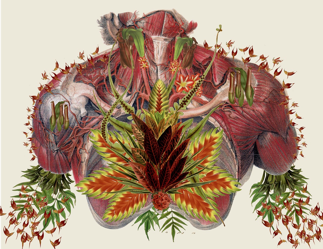 anatomical collages travis bedel