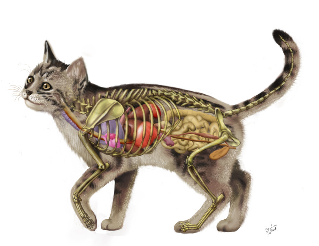 anatomy of cats