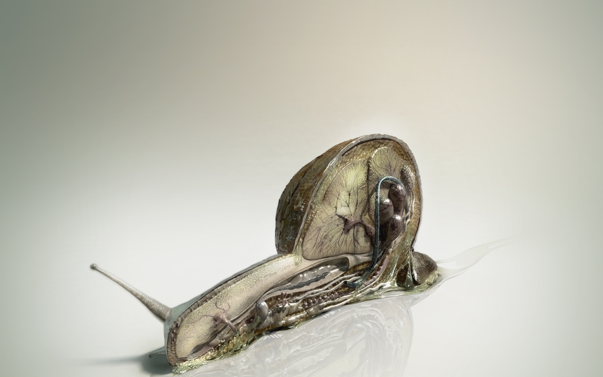 snail anatomy