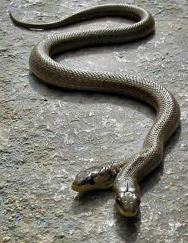 Two-headed snake