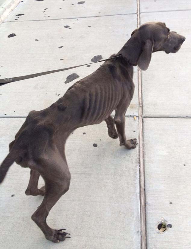 Alex The Dog Found Weighing Only 43 Pounds