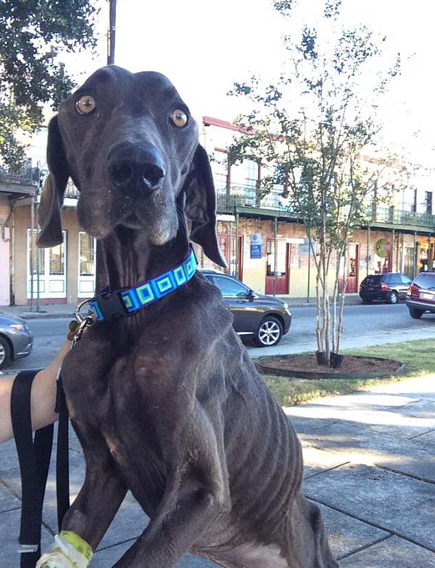 Alex The Dog Found Weighing Only 43 Pounds