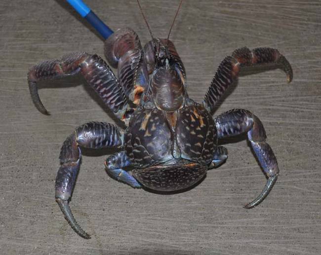 Coconut crab is a species of hermit crab, but way bigger, They can grow to be up to 3 feet long, and weigh almost 10 pounds