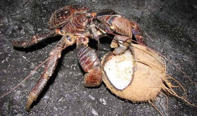 The coconut crab gets its name from their love of eating coconuts