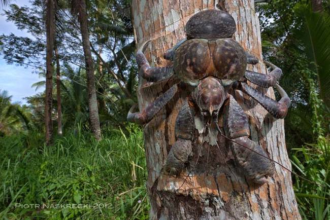 They're known to climb to the tops of coconut trees and cut down one or two coconuts
