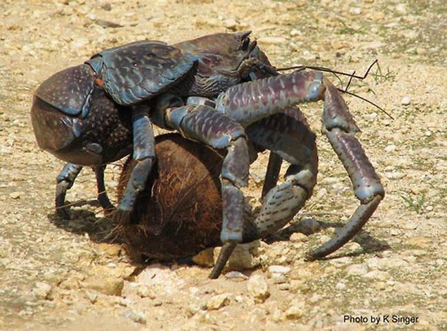 While they look pretty intimidating, coconut crabs are pretty docile creatures, They only use their claws when they're in imminent danger
