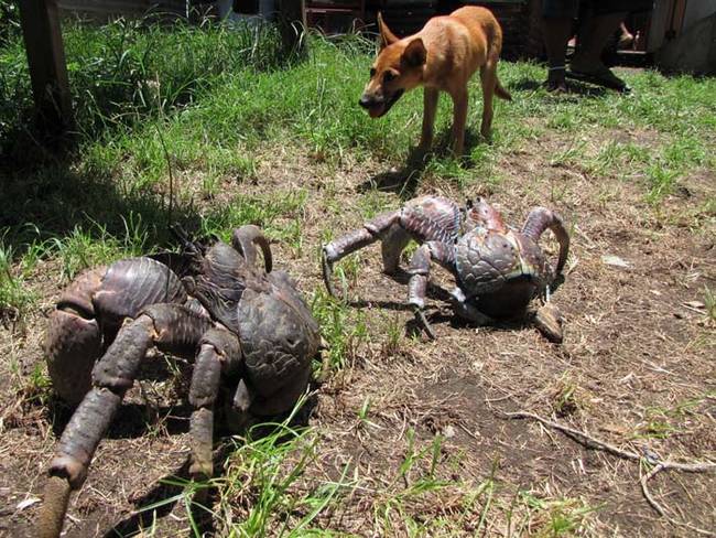Unlike their seafaring relatives, coconut crabs are completely adapted to life on land. They'll drown if they're submerged in water for too long