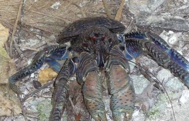 The good news is that they only inhabit a very small part of the world.Coconut crabs can be found on islands around the Indian Ocean,and near parts of the Pacific Ocean