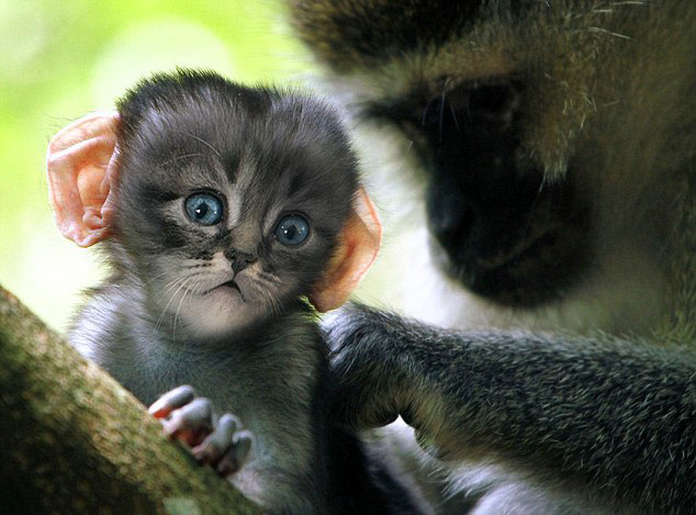 Faces Of Kittens On Monkeys Bodies