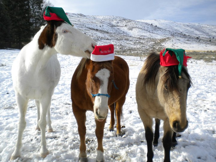 The Animal Kingdom Celebrating Christmas