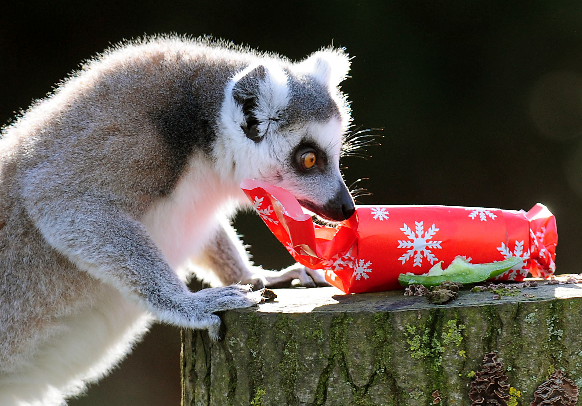 The Animal Kingdom Celebrating Christmas