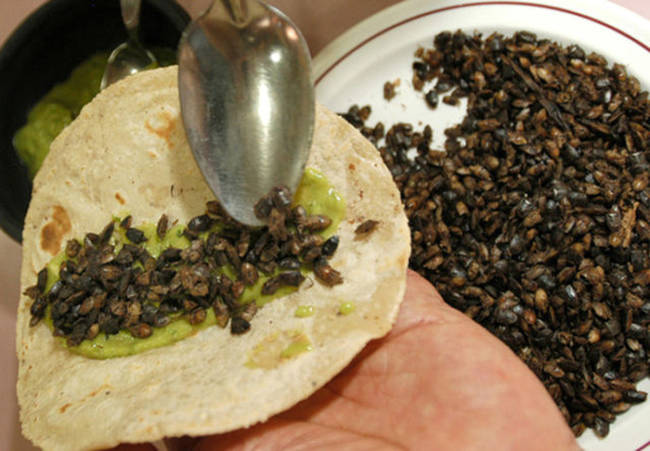 Jumiles, Served in Mexico, the stink bugs give an extra dash of intense spice to your salsa