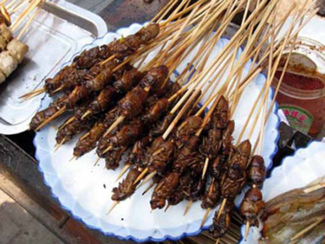 Cicada, Served in Japan, Thailand, Malaysia, and the United States these noisy night bugs are usually deep-fried with a mixture of spices