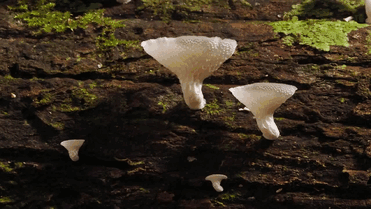 Mesmerizing Timelapses That Show How Mushrooms Grow