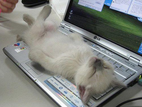 50 Cats Who Have Mastered The Art Of Sleep-Fu