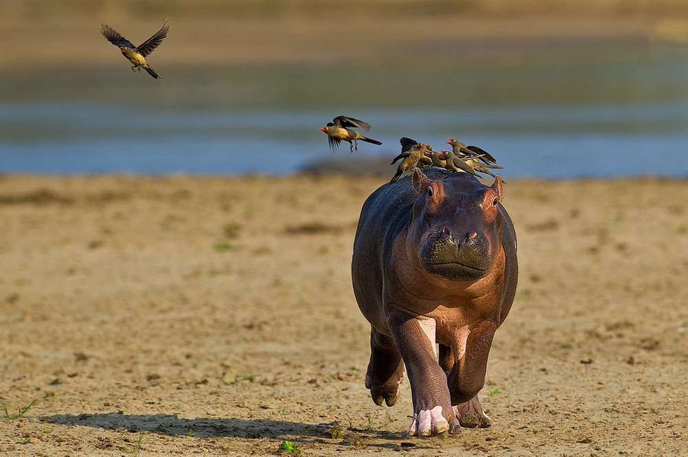 Baby Hippo Is Scared Of Birds