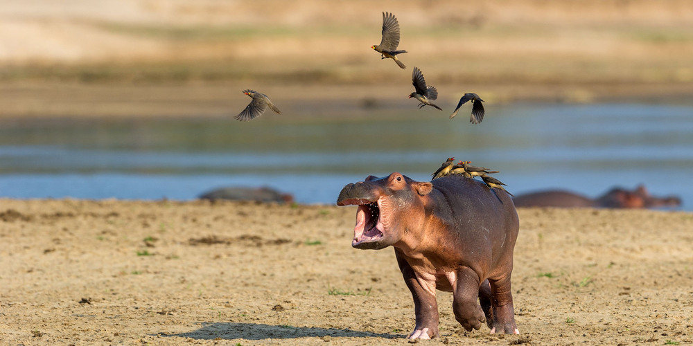 Baby Hippo Is Scared Of Birds