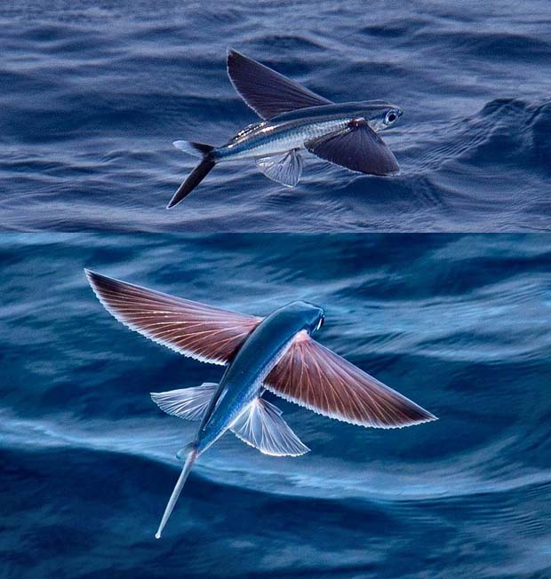 Flying fish can make powerful, self-propelled leaps out of water into air