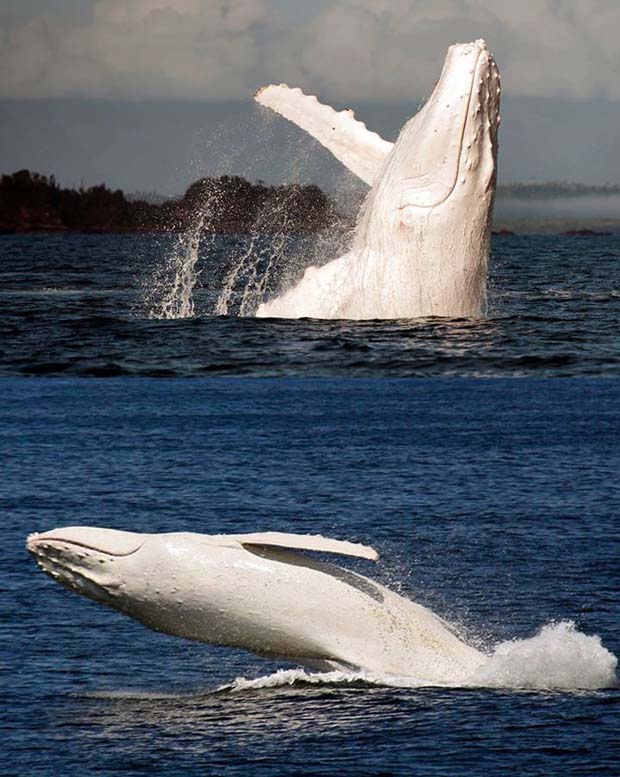 Migaloo is an albino humpback whale that travels up and down the east coast of Australia