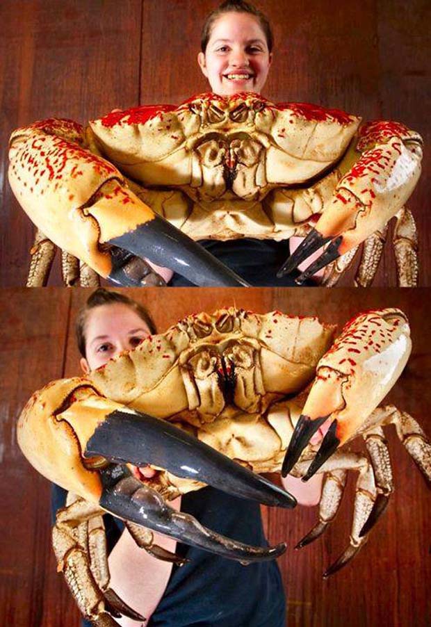 AKA "Giant Deepwater Crab" - One of the largest crabs in the world