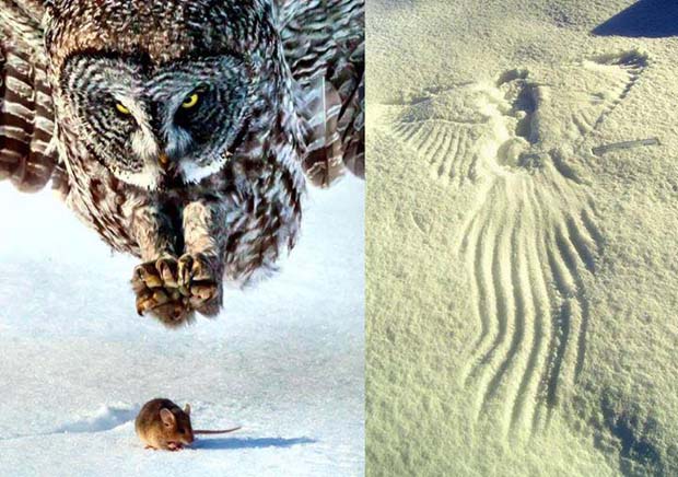 Few seconds after the attack, the Owl left this AWESOME imprint on the snow