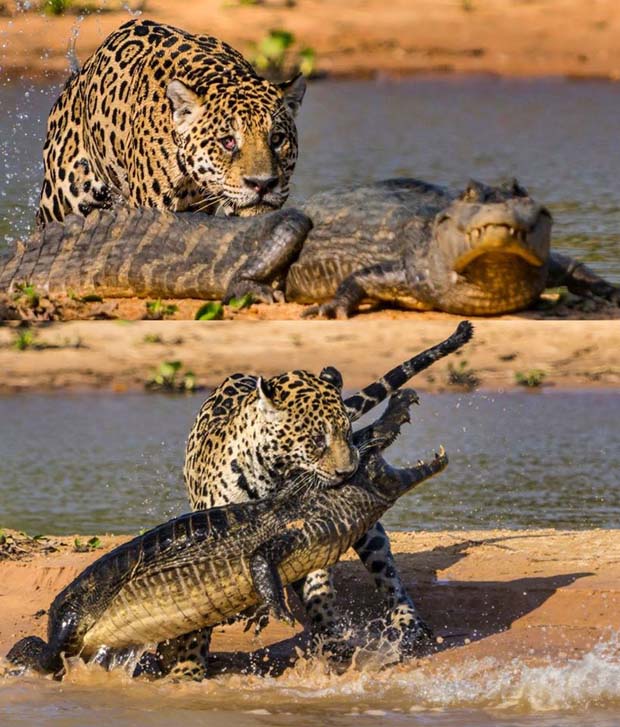 Jaguar submerges itself in muddy river before it leaps out and pounces on eight-foot reptile