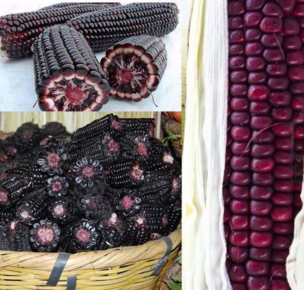 Purple Corn,A variety of zea mays, is a corn grown in the Andes region of South America