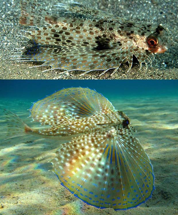 Butterfly-fish,A flying gurnard (Dactylopterus volitans) in the Mediterranean east of Crete, Greece