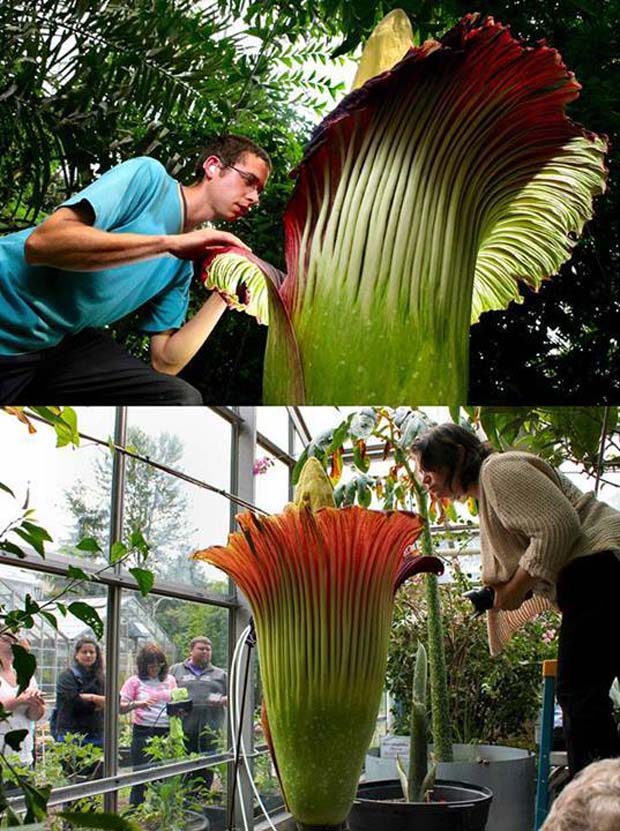 Amorphophallus titanum is considered the largest flower in the world. Yup! It smells terrible