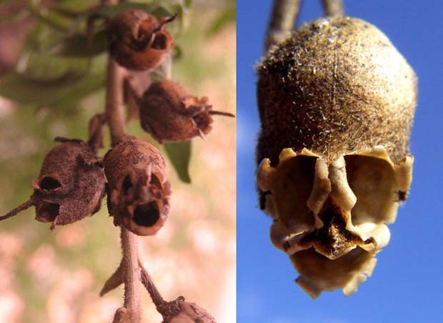 The Dragon's Skull,This weird little plant is called a Snapdragon or Dragon flower