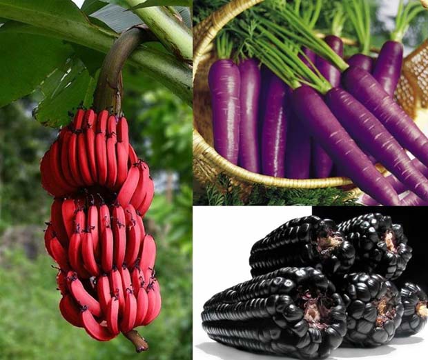 Unusual Colours,Red Bananas, Purple Carrots, Purple Corn