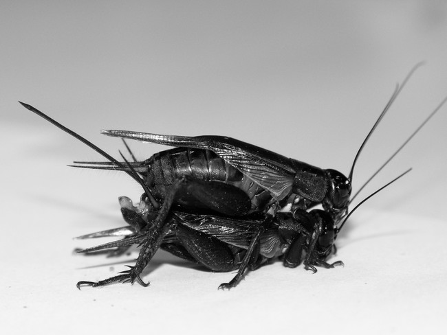 Insect iridovirus: This is a type of sexually transmitted virus that only effects a specific species of cricket. It eventually kills the bugs, but first it alters their brain to really want to have more sex, causing the infection to spread further into the cricket population.