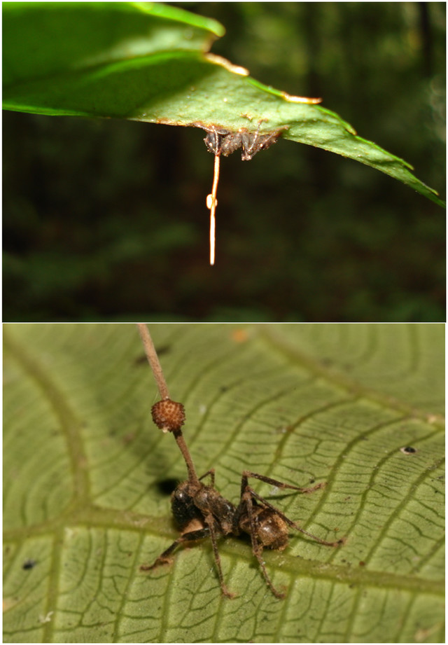 Zombie fungus: The brains of ants are soon infected after walking across this fungus. The parasite forces the ant to find a sufficient enough place on another plant to release the fungus's spores. Wherever the ant dies, more fungus will sprout from its head like a living monument to the horrifying process.