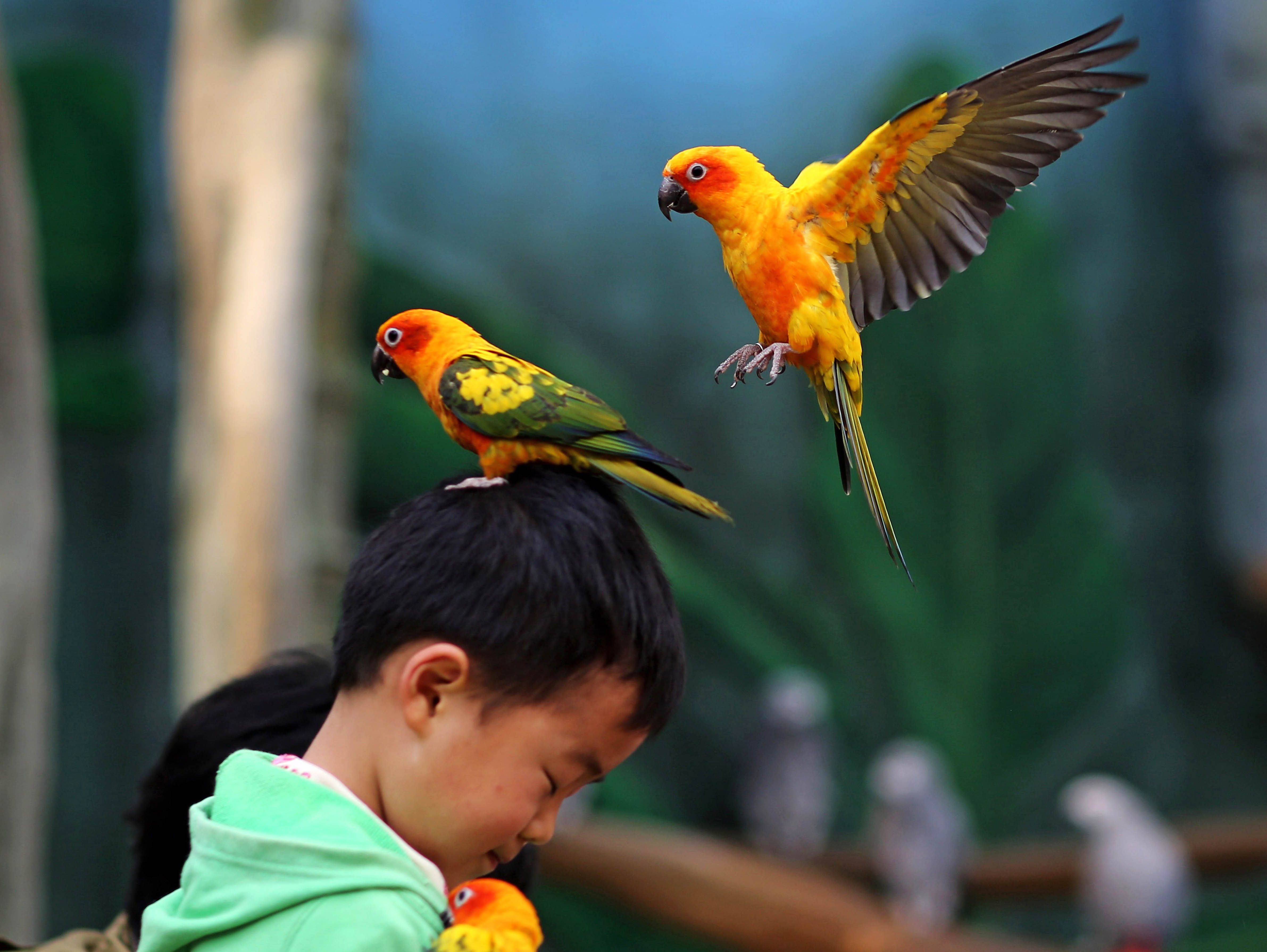 Какая китайская будет птица. Птицы попугаи. Птицы Китая. Птицы в зоопарке. Попугай для детей.