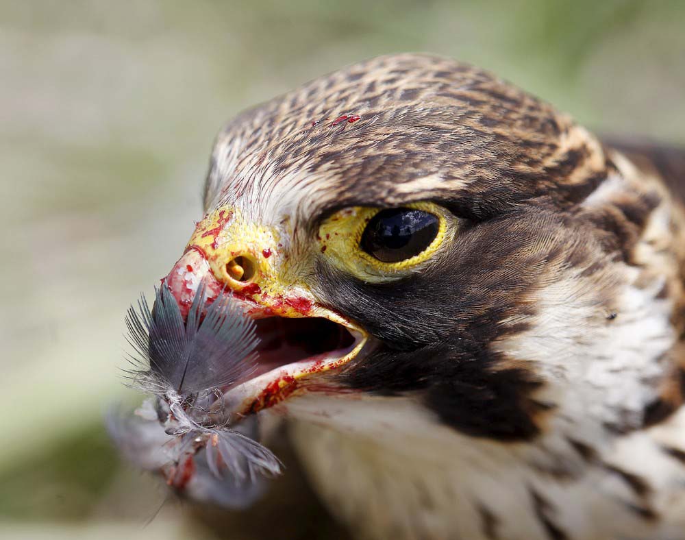 random pic falcon bird battle