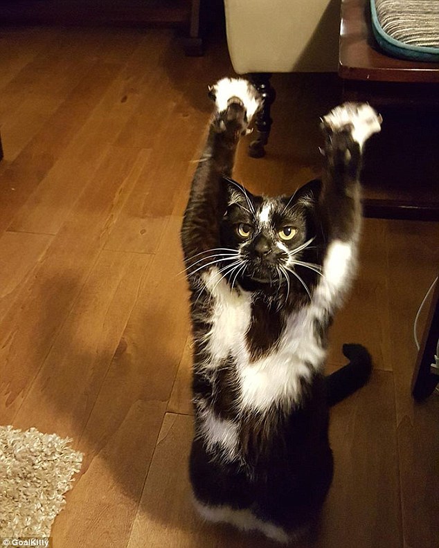 cat with paws in the air - Goalkilly