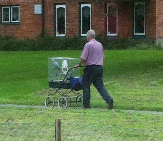 pet bird stroller