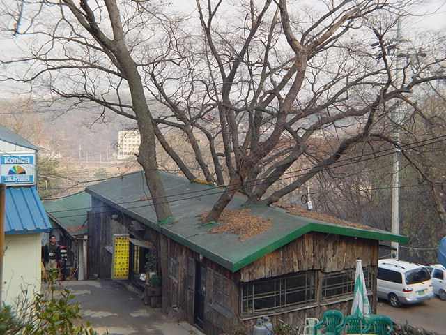 tree grows through house