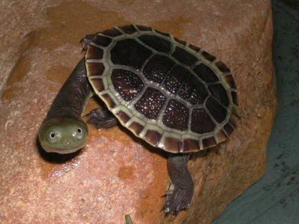 turtle stretching neck