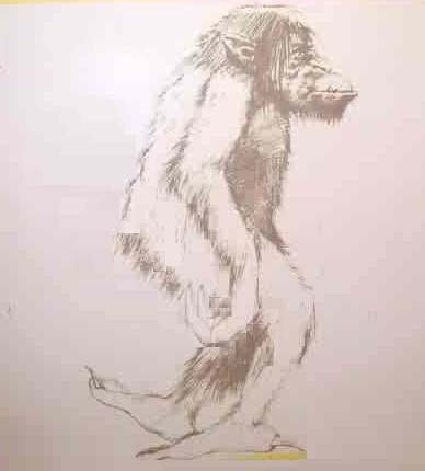 El Sisimite, A half-man, half-gorilla beast characterized as being very short but strong, with hair all over, it's said to have feet that are backwards. Therefore, when you see his footprints, it looks like he’s walking away from you, when in reality, he’s coming for you