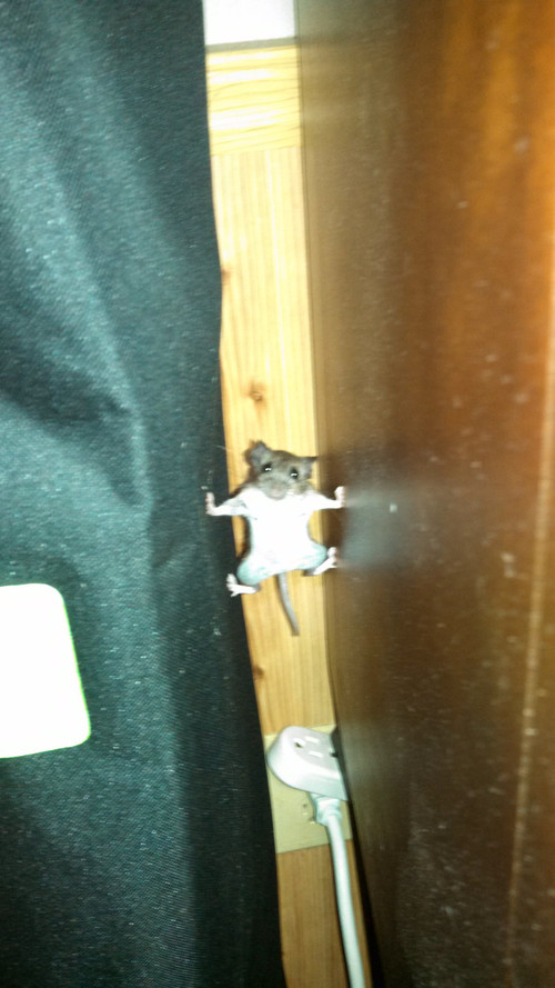 ninja mouse