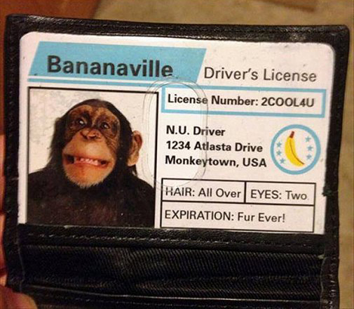 monkey license - Bananaville Driver's License License Number 2COOL4U N.U. Driver 1234 Atlasta Drive Monkeytown, Usa Hair All Over Eyes Two Expiration Fur Ever!