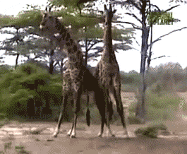 25 Funny And Silly Animal Gifs
